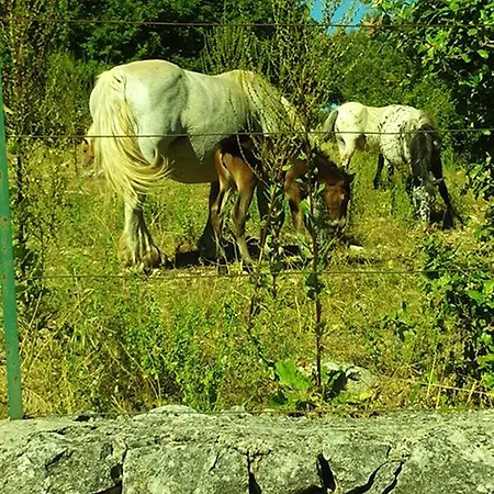 Quintal Noci